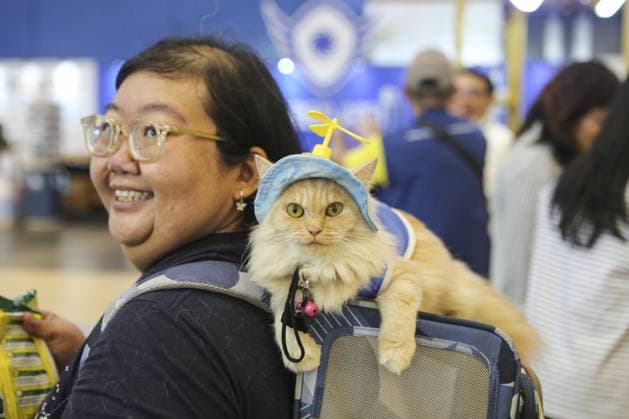 Indonesia International Pet Expo 2025 TANGERANG, INDONESIA - NOVEMBER 2 : Visitor bring a cat during the Indonesia International Pet Expo (IIPE) 2025 in Tangerang, Banten Province, Indonesia, on November 2, 2025. Featuring more than 300 exhibitors from Indonesia and abroad, the Indonesia International Pet Expo (IIPE) is one of the country’s leading platforms for pet products and services, attracting pet owners, animal communities, and industry professionals. Agoes Rudianto Anadolu Tangerang Indonesia. Editorial use only. Please get in touch for any other usage.  Copyright: x2025xAnadoluxAgoesxRudiantox