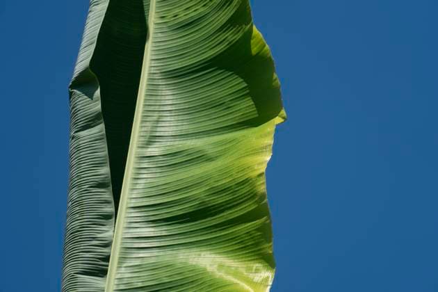 Nahaufnahme eines einzelnen grünen Bananenblatts vor einem klaren blauen Himmel Close-up of a single green banana leaf against a clear blue sky (License=RF) Copyright: xZoonar.com MojahidxMottakinx 24208881