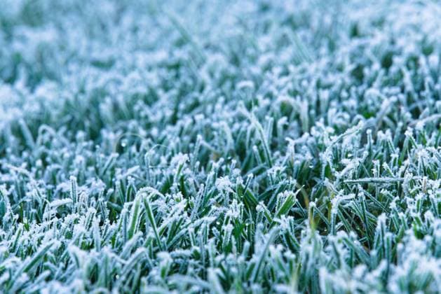 Rasen mit Raureif bedeckt - Gras nach Kälteeinbruch und Frost *** Turf with Hoarfrost covered Grass to Cold snap and Frost 1077406353