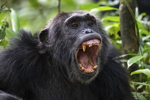 Schönes Tierportrait, Schimpanse (Pan Troglodytes), Adultes Männchen fletscht Zähne, Aggression im Dschungel, Kibale Nationalpark, Uganda Beautiful animal portrait, chimpanzee (Pan Troglodytes), adult male baring teeth, aggression in the jungle, Kibale National Park, Uganda Copyright: imageBROKER MoritzxWolf ibxmmw15542613.jpg
