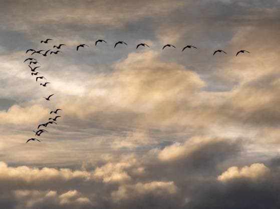 RECORD DATE NOT STATED Seagulls Migrate At Sunset - Franqueville A formation of seagulls flies over a sunset in Franqueville, France. Franqueville, France, November 4, 2025. Photo by Mario Fourmy ABACAPRESS.COM  Copyright: xFourmyxMario ABACAx