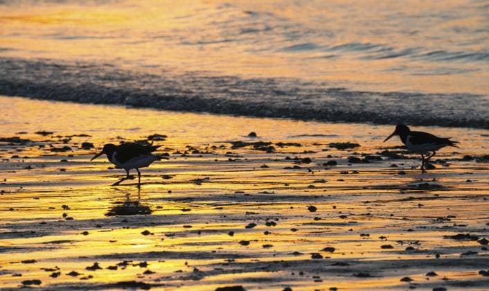 Zwei Austernfischer (Haematopus ostralegus), juvenil und adult, laufen hintereinander bei Sonnenuntergang über nassen Strand, stimmungsvolles Leuchten, ruhige, entspannte, warme Atmosphäre, reflektierendes Licht auf dem Wasser und dem Strand, Reflexion, Silhouette, warme Töne, Orange, Gelb, Gold, Abend, Schatten, Sandstrand, Sand, Ufer, niemand, maritim, menschenleer, Meer, Wellen, Brandung, Watvogel, Watvögel, Limikolen, Nordsee, Insel Düne, Helgoland, Landkreis Pinneberg, Schleswig-Holstein, Deutschland Two oystercatchers (Haematopus ostralegus), juvenile and adult, walk one after the other at sunset across a wet beach, atmospheric glow, calm, relaxed, warm atmosphere, reflecting light on the water and the beach, reflection, silhouett Copyright: imageBROKER CarolaxVahldiek ibxcva15530043.jpg