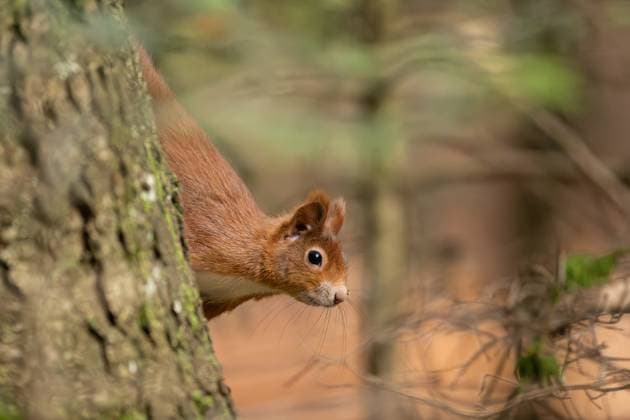 A squirrel holds on to a tree in the Doniswald near Königsfeld in the Black Forest Königsfeld in the Black Forest Baden Württemberg Germany