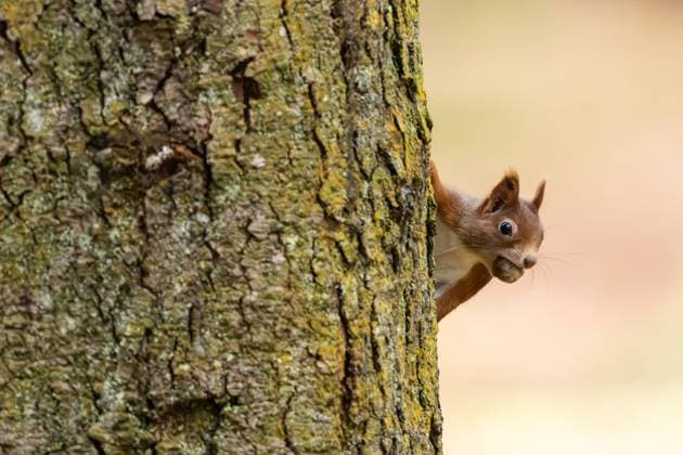 Ein Eichhörnchen hält sich im Doniswald bei Königsfeld im Schwarzwald an einem Baum fest und hat dabei eine Haselnuss im Mund. Königsfeld im Schwarzwald Baden-Württemberg Deutschland *** A squirrel holds on to a tree in the Doniswald near Königsfeld in the Black Forest and has a hazelnut in its mouth Königsfeld in the Black Forest Baden Württemberg Germany