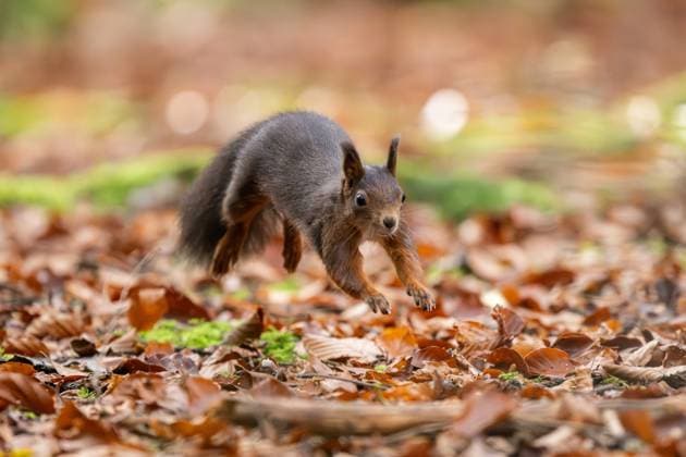 A squirrel jumps through the Doniswald near Königsfeld in the Black Forest Königsfeld in the Black Forest Baden Württemberg Germany
