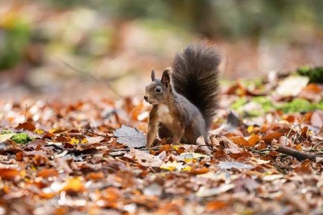 A squirrel walks through the Doniswald near Königsfeld in the Black Forest Königsfeld in the Black Forest Baden Württemberg Germany