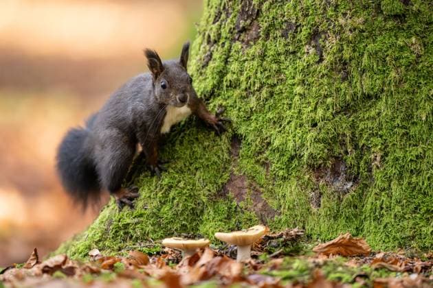 A black squirrel walks through the Doniswald near Königsfeld in the Black Forest Königsfeld in the Black Forest Baden Württemberg Germany