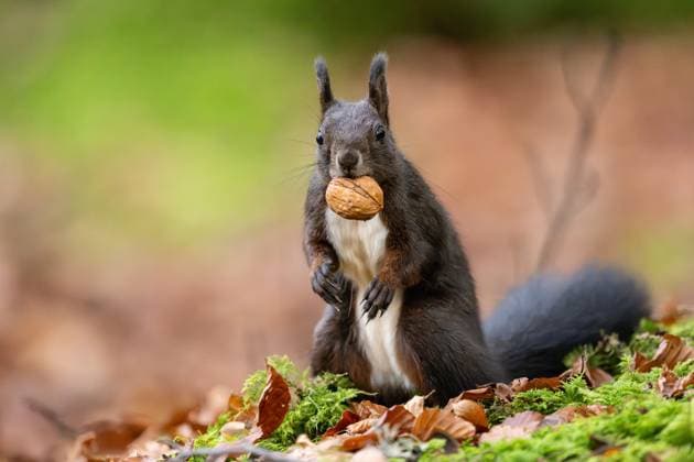 Ein schwarzes Eichhörnchen hält im Doniswald bei Königsfeld im Schwarzwald eine Walnuss im Mund. Königsfeld im Schwarzwald Baden-Württemberg Deutschland *** A black squirrel holds a walnut in its mouth in the Doniswald forest near Königsfeld in the Black Forest Königsfeld in the Black Forest Baden Württemberg Germany