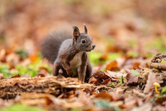 A squirrel walks through the Doniswald near Königsfeld in the Black Forest Königsfeld in the Black Forest Baden Württemberg Germany