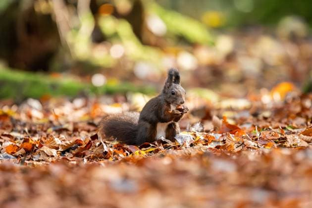 A squirrel gnaws on a hazelnut in the Doniswald near Königsfeld in the Black Forest Königsfeld in the Black Forest Baden Württemberg Germany