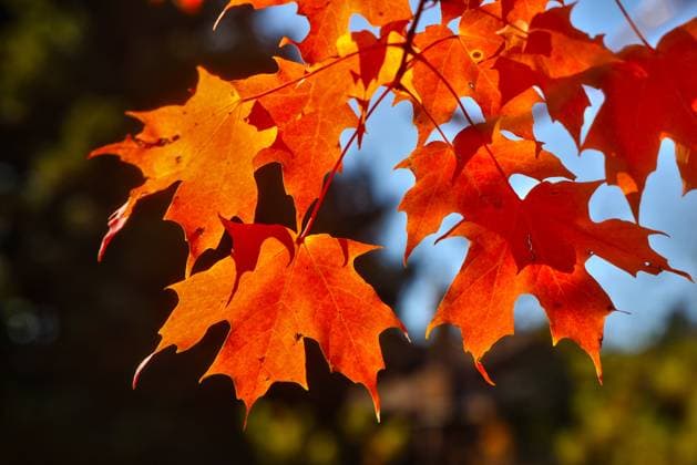 Autumn Season In Scarborough Orange leaves cover a maple tree during the autumn season in Scarborough, Ontario, Canada, on November 1, 2025. Scarborough Ontario Canada  Copyright: xCreativexTouchxImagingxLtdx originalFilename: friedman-autumnse251101_npKUr.jpg