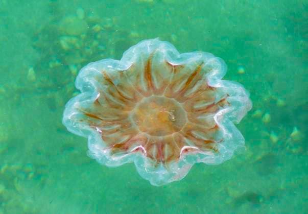 Compass jellyfish, Compass Jellyfish Chrysaora hysoscella , swims to the Water surface, Supervision, Norway, Troms, Sandnessand Compass jellyfish, Red BANDED Jellyfish Chrysaora hysoscella , Swimming AT The Water surface, View from above, Norway, Troms, Sandnessand BLWS736821 Copyright: xblickwinkel H.xBaesemannx