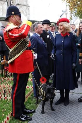 Queen Camilla Attends The 97th Field Of Remembrance Queen Camilla speaks with attendees on a visit to the 97th Field Of Remembrance at Westminster Abbey on November 06, 2025 in London, England. The Field of Remembrance has been held every November since 1928 when The Poppy Factory, of which Queen Camilla is Patron, brought a group of disabled veterans, a tray of poppies and a collecting tin to the grounds of St Margaret s Church at Westminster Abbey., Credit:Avalon.red Avalon United Kingdom, England, London, Westminster Abbey  Copyright: xAvalon.redx xAvalonx 1050723043