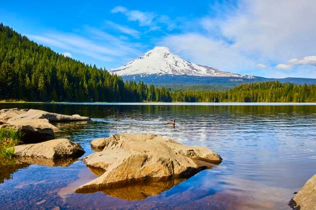 Serene Lake with Mount Hood and Forest in Daytime Calm Perspective Serene lake with smooth rocks, a single duck, and lush forests set against the snow-capped Mount Hood in Oregon. Experience nature s tranquility and majestic beauty on a clear, sunny day. Perfect for travel promotions., 60924618.jpg RECORD DATE NOT STATED