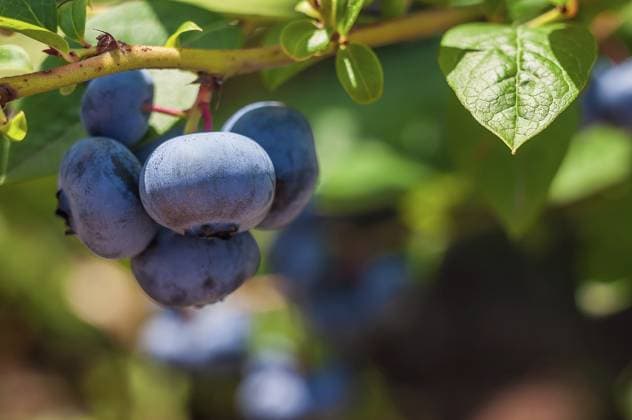 Frische Blaubeeren hängen unter der strahlenden Sommersonne an einem grünen Zweig, der vor Reife strotzt und einen Hauch von süßem Geschmack verspricht Fresh blueberries hang from a leafy branch, plump with ripeness, under the bright summer sun, promising a burst of sweet flavor Copyright: imageBROKER AndriixAbryutin ibxiqx15517661.jpg