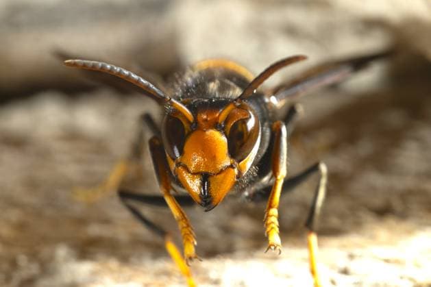 Close up of vespa velutina in Asturias, Spain A detailed close up of a vespa velutina, also known as the Asian hornet, basking in the warm summer sun in Asturias, Spain, highlighting its unique features and colors. Model Released ArturoVigil_ID31979_1088790_021 Copyright: xArturoxVigilx RECORD DATE NOT STATED