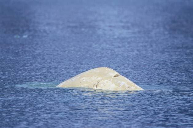 Auftauchender Belugawal, Weißwal (Delphinapterus leucas) mit Narben auf dem Rücken eines Bootspropellers im Arktischen Ozean in der Nähe von Spitzbergen Surfacing beluga whale, white whale (Delphinapterus leucas) showing scars on back by boat propeller in the Arctic Ocean near Svalbard, Spitsbergen Copyright: imageBROKER alimdix xArterra ibltsm15639369.jpg