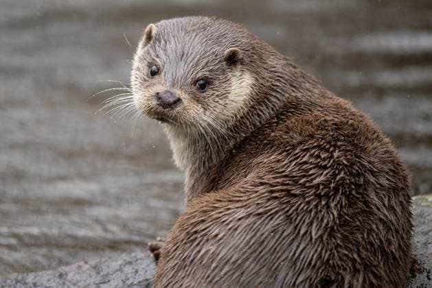 Ein Fischotter sitzt im Wildpark Pforzheim auf einem Stein. Pforzheim Baden-Württemberg Deutschland *** An otter sits on a stone in the Pforzheim Wildlife Park Pforzheim Baden Württemberg Germany