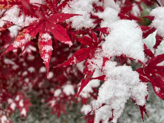First Snowfall Of The Season In Toronto, Canada A Japanese maple tree is covered with snow during the first snowfall of the season in Toronto, Ontario, Canada, on November 9, 2025. Toronto Ontario Canada  Copyright: xCreativexTouchxImagingxLtdx originalFilename: friedman-firstsno251109_npsX9.jpg