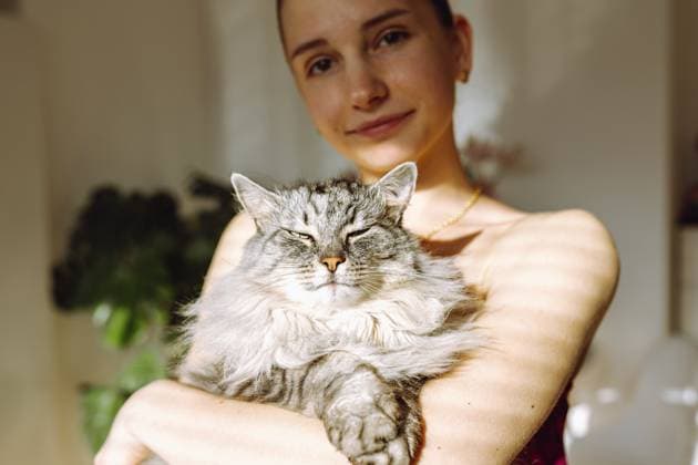 Porträt junge attraktive Frau, Tierbesitzerin, mit grauer, flauschiger Katze Portrait young attractive woman, pet owner, with pet gray fluffy cat Copyright: imageBROKER stefania ibxiqx15575728.jpg ,model released, Symbolfoto ,property released
