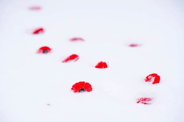 November 11, 2025, Montreal, Pq, CANADA: Poppies are placed in the snow at the Montreal cenotaph during a Remembrance Day ceremony, in Montreal, Tuesday, Nov. 11, 2025. Montreal CANADA  - ZUMAc35_ 20251111_zaf_c35_093 Copyright: xChristopherxKatsarovx