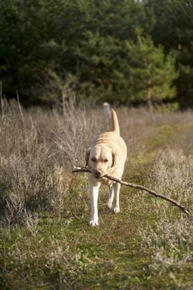 Labrador Retriever Sitting on Rustic Country Road in Autumn R_DEVE251110-1889674-01