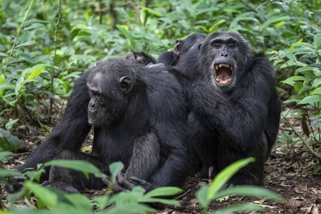 Zwei Schimpansen (Pan Troglodytes), Adultes Männchen beim Entlausen, Fellpflege im Dschungel, Kibale Nationalpark, Uganda Two chimpanzees (Pan Troglodytes), adult male spawning, grooming in the jungle, Kibale National Park, Uganda Copyright: imageBROKER MoritzxWolf ibxmmw15542633.jpg
