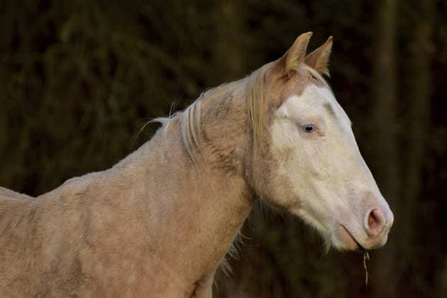 Profilbild eines American Quarter Horse Jährlings der Farbe Palomino mit großen Abzeichen im Herbst auf der Weide, Rheinland-Pfalz, Deutschland Profile picture of an American Quarter Horse yearling of the color Palomino with large badges in autumn on the pasture, Rhineland-Palatinate, Germany Copyright: imageBROKER AngelikaxSchmelzer ibxasr15662890.jpg