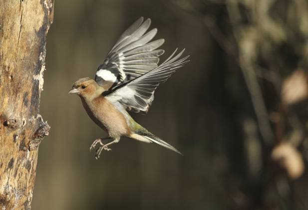 Buchfink (Fringilla coelebs) Männchen im Flug, Anflug an Futterholz, Winterfütterung, Allgäu, Bayern, Deutschland, Allgäu, Bayern, Deutschland Chaffinch (Fringilla coelebs) male in flight, approach to forage wood, winter feeding, Allgäu, Bavaria, Germany, Allgäu, Bavaria, Germany Copyright: imageBROKER DieterxHopf ibxdeh15658549.jpg