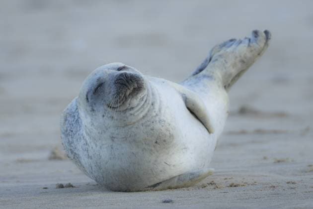 Ausgewachsenes Tier der Robbe (Phoca vitulina), das am Strand schläft, England, Großbritannien Common seal (Phoca vitulina) adult animal sleeping on a beach, England, United Kingdom Copyright: imageBROKER KevinxSawford ibxksa15672445.jpg