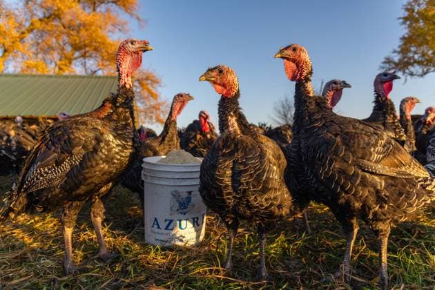 US-NEWS-MED-BIRD-FLU-THANKSGIVING-TB Bronze turkey hens roam in a fenced grassy area after being fed on Nov. 14, 2025, at All Grass Farms in Dundee. Cliff McConville said his flock has not been affected by bird flu. (Dominic Di Palermo Chicago Tribune TNS) Dundee IL USA EDITORIAL USE ONLY Copyright: xChicagoxTribunex 158708668W DominicxDixPalermox krtphotoslive958620
