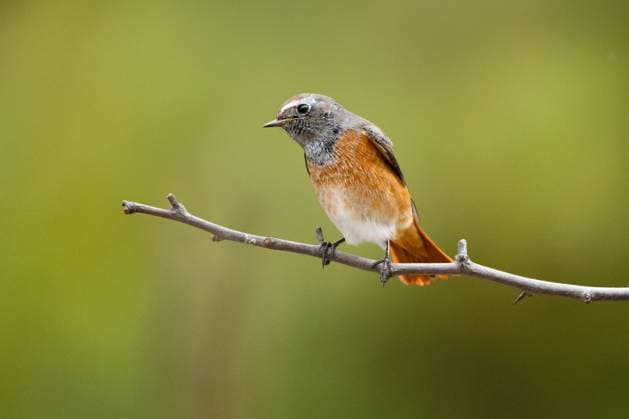 Bursa’s Karacabey Longoz Forest serves as key stopover for migratory birds BURSA, TURKIYE - NOVEMBER 18: Phoenicurus is seen at Karacabey Longoz Forest, housing approximately 300 bird species, in Bursa, Turkiye on November 18, 2025. The area, which is a popular stopover point for numerous migratory birds, especially during spring and autumn migration periods, offers an important habitat for various songbirds with its rich vegetation and water sources. Alper Tuydes Anadolu Bursa Turkey. Editorial use only. Please get in touch for any other usage.  Copyright: x2025xAnadoluxAlperxTuydesx