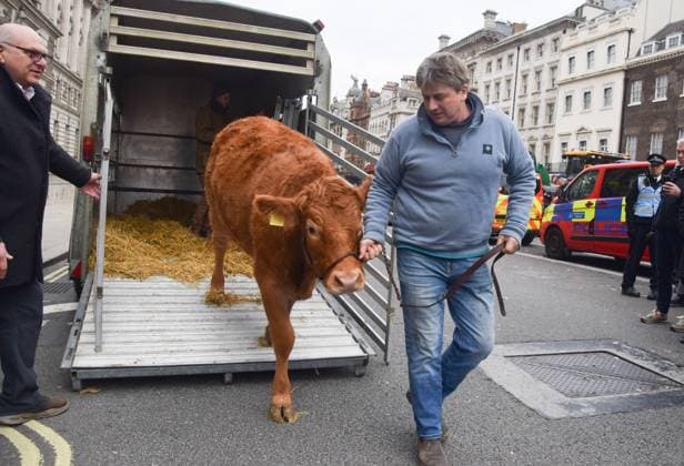 November 18, 2025, London, England, United Kingdom: Farmers bring out a cow as they stage a protest against inheritance tax in Westminster ahead of Budget Day. London United Kingdom - ZUMAv130 20251118_zip_v130_006 Copyright: xVukxValcicx