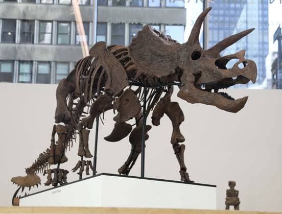 News Bilder des Tages November 18, 2025, New York, New York, USA: Cera, the first full juvenile Triceratops, 66-million-year-old skeleton, estimate $2.5 million - $3 million, seen on display at the press preview for Ã¢â‚¬ËœOut of this WorldÃ¢â‚¬â ¢ held at Phillips Auction House New York. New York USA - ZUMAk03_ 20251118_zaf_k03_039 Copyright: xNancyxKaszermanx