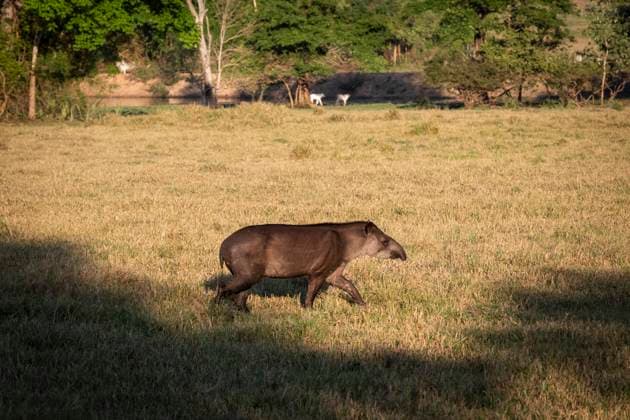 Beautiful view to tapir in the Pantanal of Miranda Miranda, State of Mato Grosso do Sul, Brazil CR_GNUJ251117A1-1897510-01