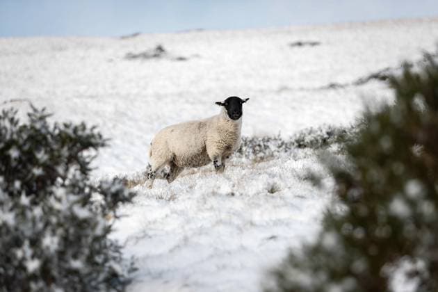 General view of sheep in the snow near Rushup Edge in the Peak District, England. The Met Office has issued a mountain weather hazard alert for Severe Chill Effect in the Peak District for Wednesday 19th November 2025.  Copyright: xMaxxTomlinsonx