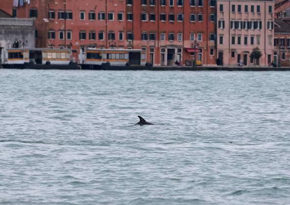 The dolphin Mimmo-Nane in the San Marco basin in Venice  Copyright: xMatteoxChinellatox xipa-agency.netx xipa-agency.netx xMatteoxChinellatox IPA_Agency_IPA68173294