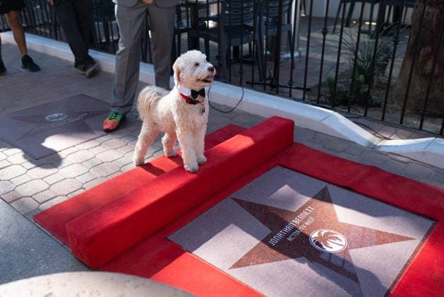 November 20, 2025, Palm Springs, California, USA: BRAD, dog of actor, television host, producer, and LGBTQI+ advocateÃ‚ JONATHAN BENNETT at theÃ‚ 483rd starÃ‚ on theÃ‚ Palm Springs Walk of the Stars. Palm Springs USA - ZUMAp226 20251120_zep_p226_006 Copyright: xPatrickxPerezx