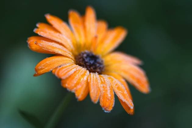 Frost 21.11.2025, Frost, ueber Nacht hat es gefroren, die Temperaturen liegen unter 0 Grad im Bild: eine orange Ringelblume (Calendula officinales) ist mit Eiskristallen besetzt *** Frost 21 11 2025, frost, overnight it froze, the temperatures are below 0 degrees in the picture an orange marigold Calendula officinales is covered with ice crystals