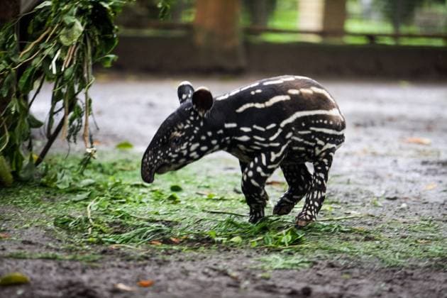 November 21, 2025, Bandung, West Java, Indonesia: A baby Tapirus indicus is seen playfully exploring its enclosure at Bandung Zoo, West Java, Indonesia.The zookeeper continues providing intensive care despite the zoo being ordered closed for three months by the city government due to internal management issues that reportedly endangered the health and welfare of its 710 animals. Staff members are working to ensure animal care continues even while public operations are suspended. Bandung Indonesia - ZUMAa305 20251121_zip_a305_001 Copyright: xArdixSeptianx