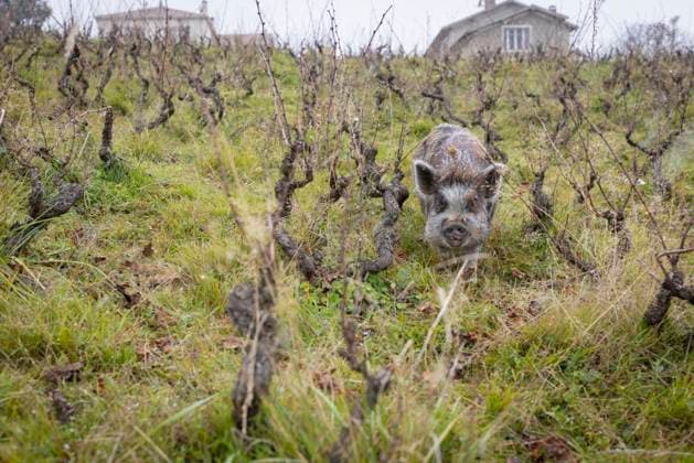 Beaujoulais 20112025 - Ein Schwein in einem Weinberg im fallenden Schnee +++ Im Weinbaugebiet Beaujoulais wird der neue Jahrgang des ersten Rotweins der Saison, der Beaujoulais nouveau oder primeur mit einer Verkostung gefeiert und der erste Rotwein des Jahres wird traditionell ab dem 3. Donnerstag im November verkauft. Auvergne-RhÃ ne-Alpes France *** Beaujoulais 20112025 A pig in a vineyard in the falling snow In the Beaujoulais wine region, the new vintage of the first red wine of the season, the Beaujoulais nouveau or primeur, is celebrated with a tasting and the first red wine of the year is traditionally sold from the 3rd Thursday in November Auvergne RhÃ ne Alpes France 201125_ppb-43
