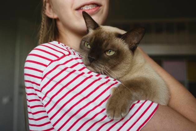 Burmese cat being held affectionately at home model released, Symbolfoto property released, EYAF03752