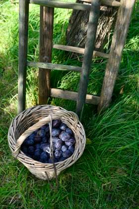 IMAGO Creative, Jahreszeit Sommer, Food, Pflaume Basket of plums and wooden ladder in autumn garden during harvest, Hamburg Hamburg Deutschland Altes Land GISF01280