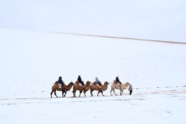 DUNHUANG, CHINA - NOVEMBER 23: Tourists ride camels at the Mingsha Mountain and Crescent Spring Scenic Area after a snowfall on November 23, 2025 in Dunhuang, Jiuquan City, Gansu Province of China. Covered in a blanket of snow, the well-known tourist attractions in Dunhuang presented a stunning winter landscape.  Copyright: xVCGx 111605599796