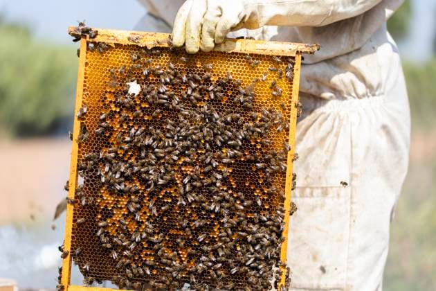 Beekeeper in protective clothing holding honeycomb frame with bees model released, Symbolfoto, PCLF02858