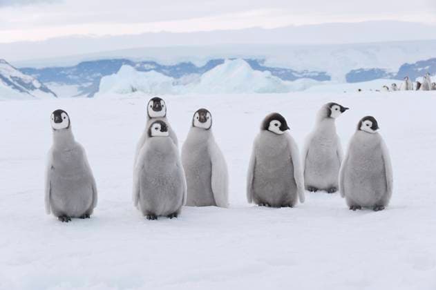 Emperor penguin chicks standing together on snowy Antarctic landscape, RUEF04830