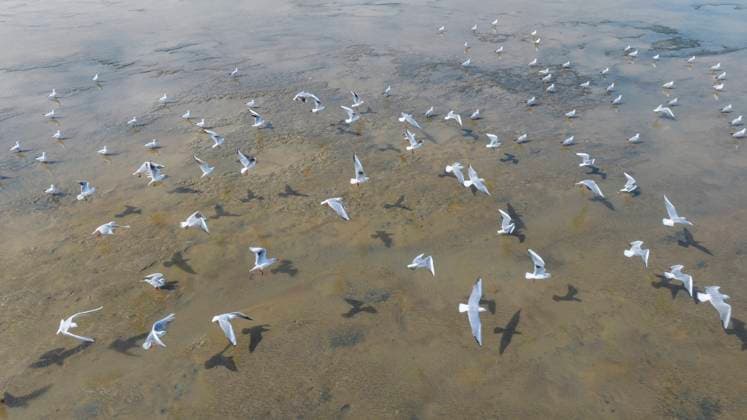Migratory Birds Gather on The Beach A large number of seagulls gather on the beach in search of food during the ebb tide at Sanniang Bay Scenic Area in Qinzhou City, Guangxi, China on November 23, 2025. Qinzhou Guangxi China  Copyright: xCFOTOx i1763981429469