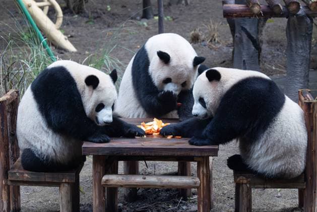 CHONGQING, CHINA - NOVEMBER 23, 2025 - Giant Pandas Eating Around a Table in Chongqing Zoo, China on November 23, 2025. Chongqing Chongqing China  Copyright: xCFOTOx i1763984966141