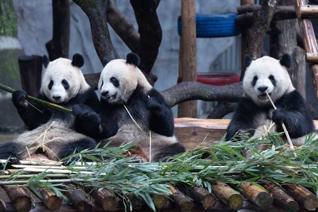 CHONGQING, CHINA - NOVEMBER 23, 2025 - Giant Pandas Eating in Chongqing Zoo, China on November 23, 2025. Chongqing Chongqing China  Copyright: xCFOTOx i1763984966387