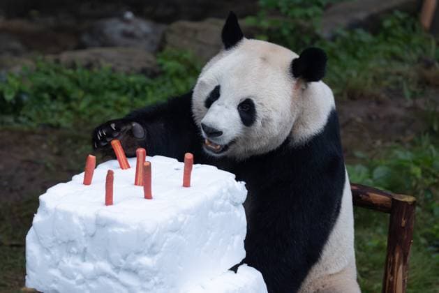 CHONGQING, CHINA - NOVEMBER 23, 2025 - A Giant Pandas Eating in Chongqing Zoo, China on November 23, 2025. Chongqing Chongqing China  Copyright: xCFOTOx i1763984967706